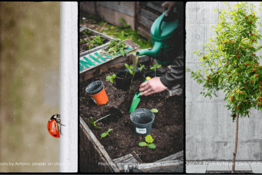 La biodiversité urbaine un défi de taille